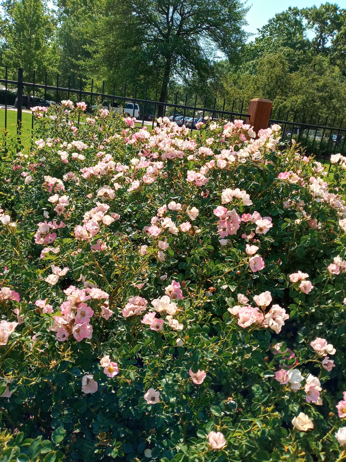 Boise Rose Garden 8