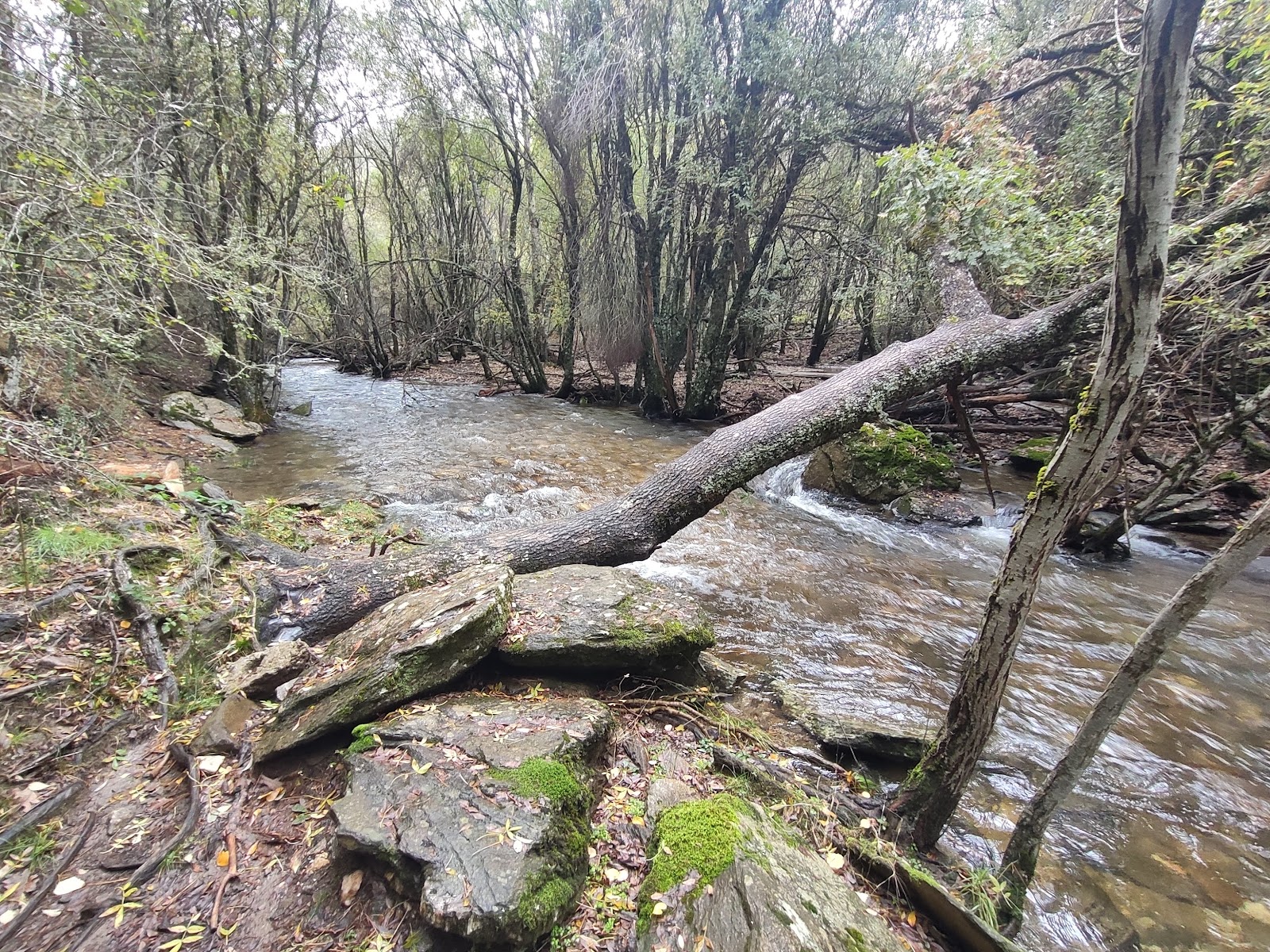 Área Recreativa del Hayedo de Montejo y el río Jarama .