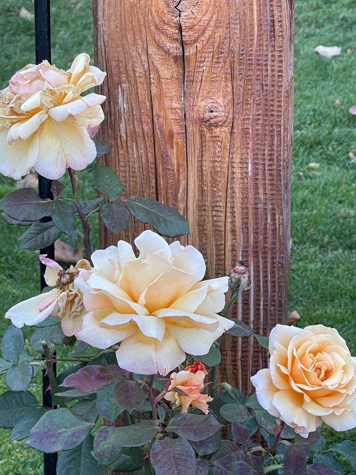 Boise Rose Garden 5