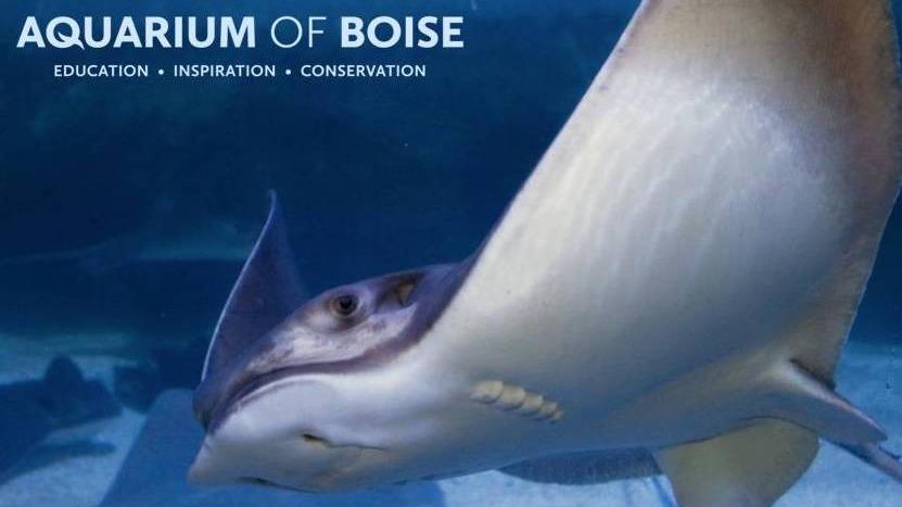 Aquarium Of Boise 0