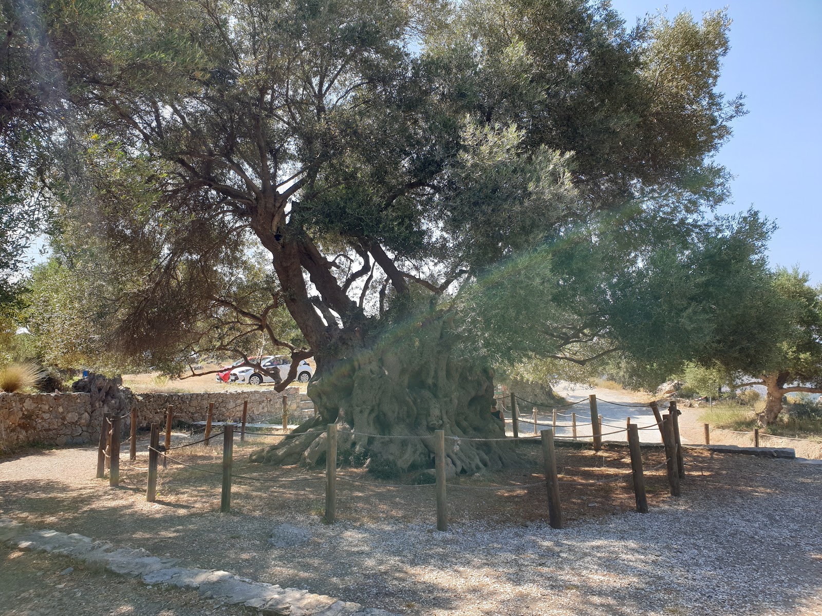 Monumental Ancient Olive Tree Azoria