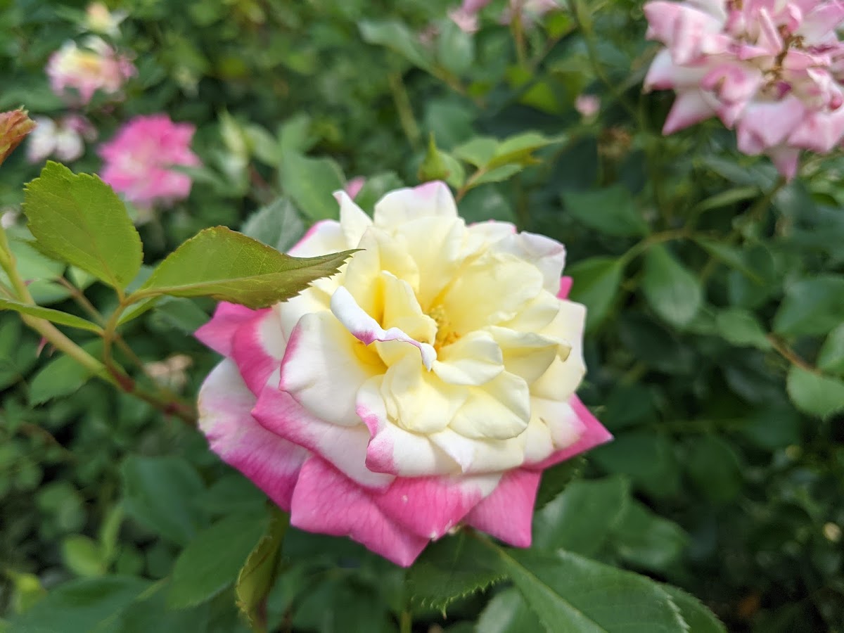 Boise Rose Garden 9