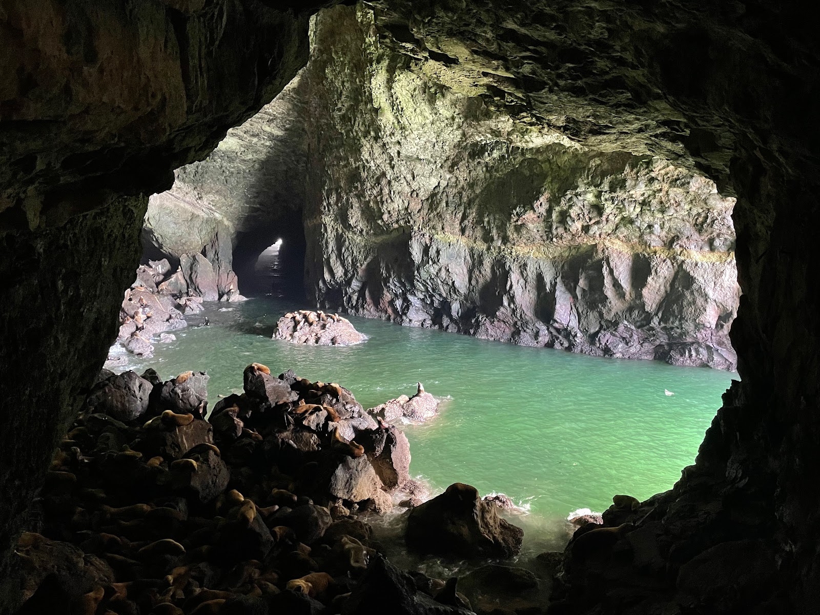 Sea Lion Caves