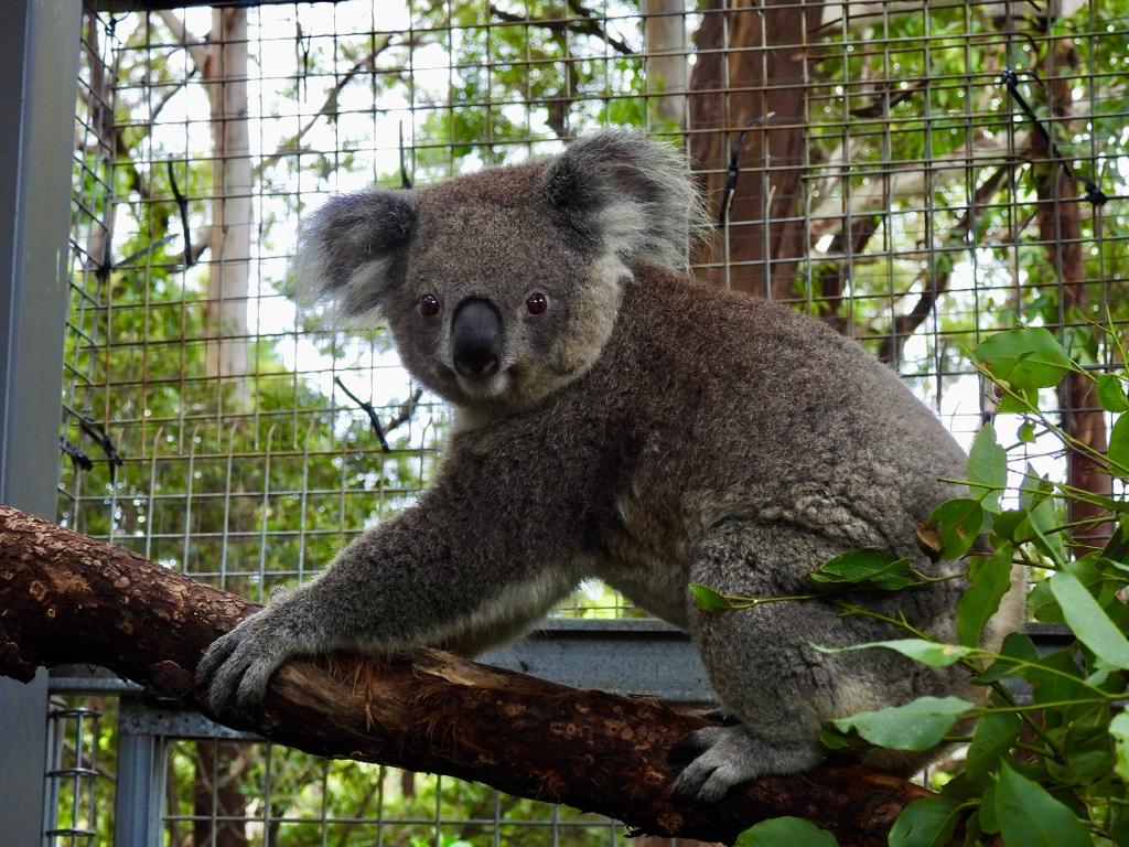 Koala Conservation Hospital Port Macquarie