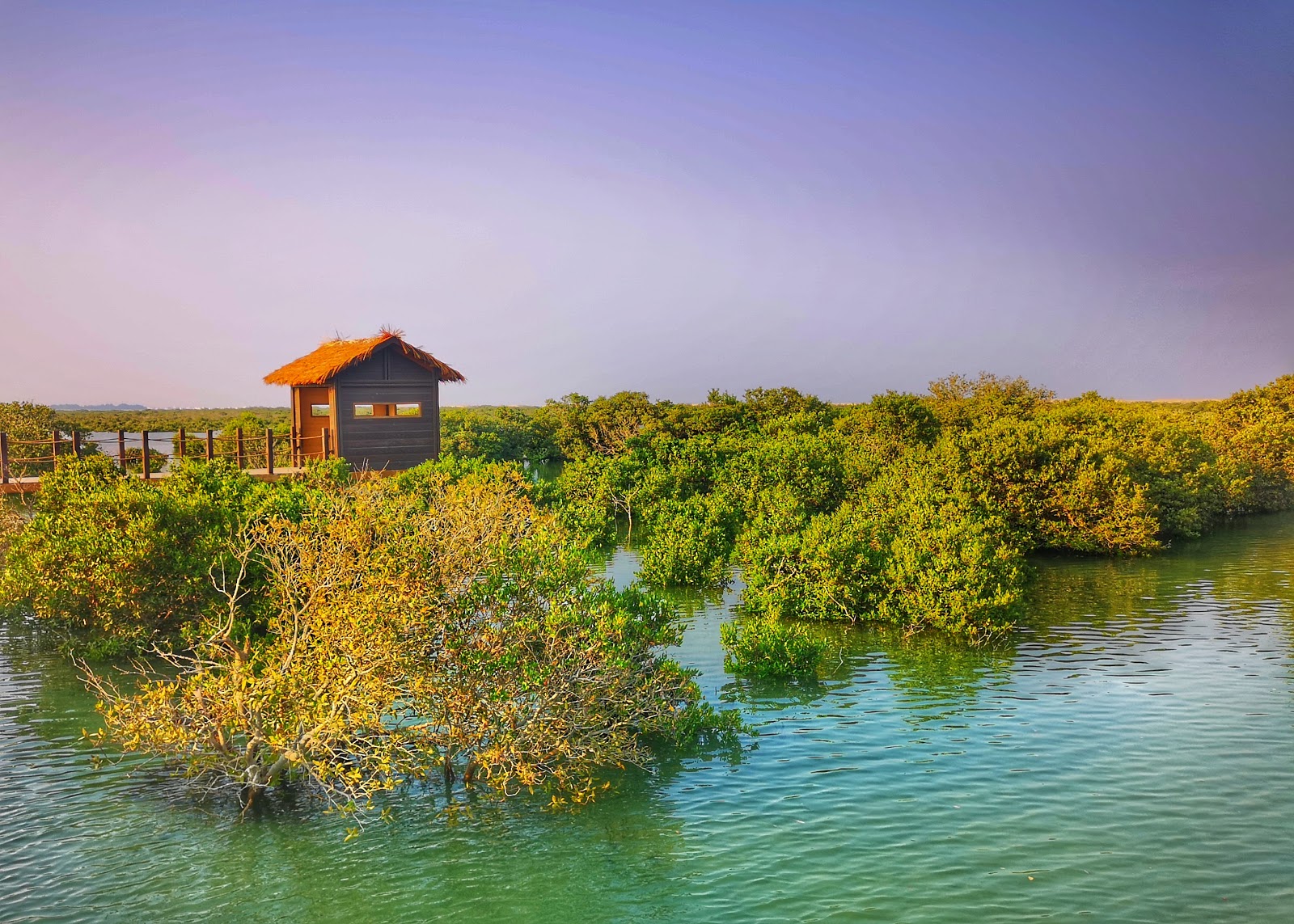 Purple Island, Mangroves